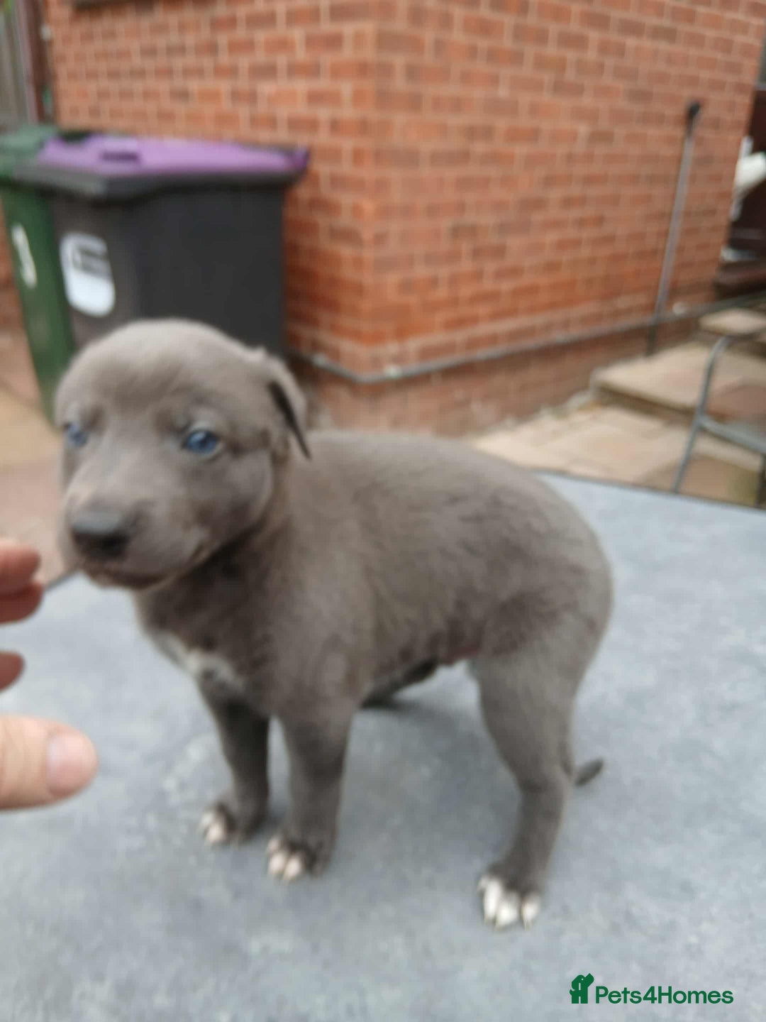 Whippet dogs for sale: Beautiful blue whippet puppy - Image 7