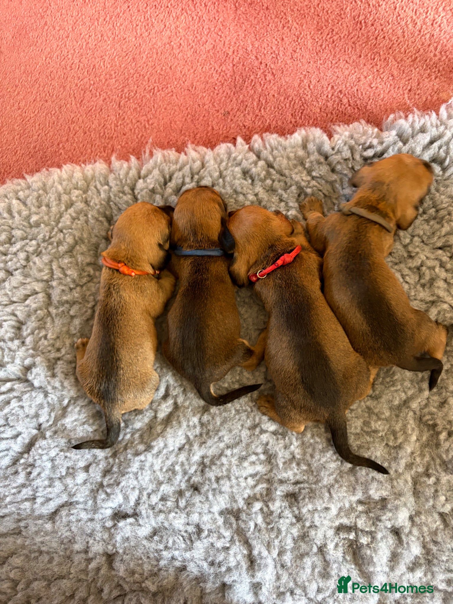 Dachshund dogs for sale: Beautiful Pedigree Wire-Haired Dachshund Puppies - Advert 15