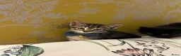 Ragamese cats for sale: Ragameze  - Advert 36
