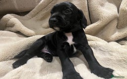 Mixed Breed dogs for sale: Springer Schnoodle puppies  - Advert 16