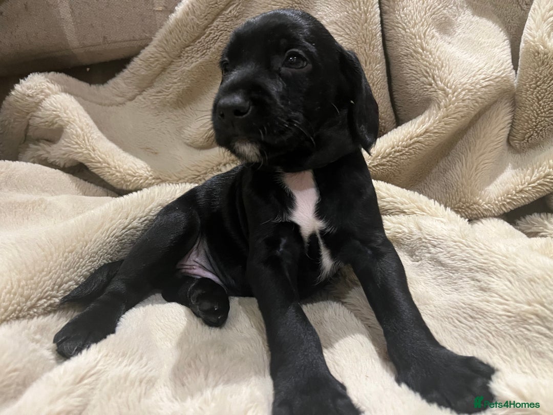 Mixed Breed dogs for sale: Springer Schnoodle puppies  - Advert 16