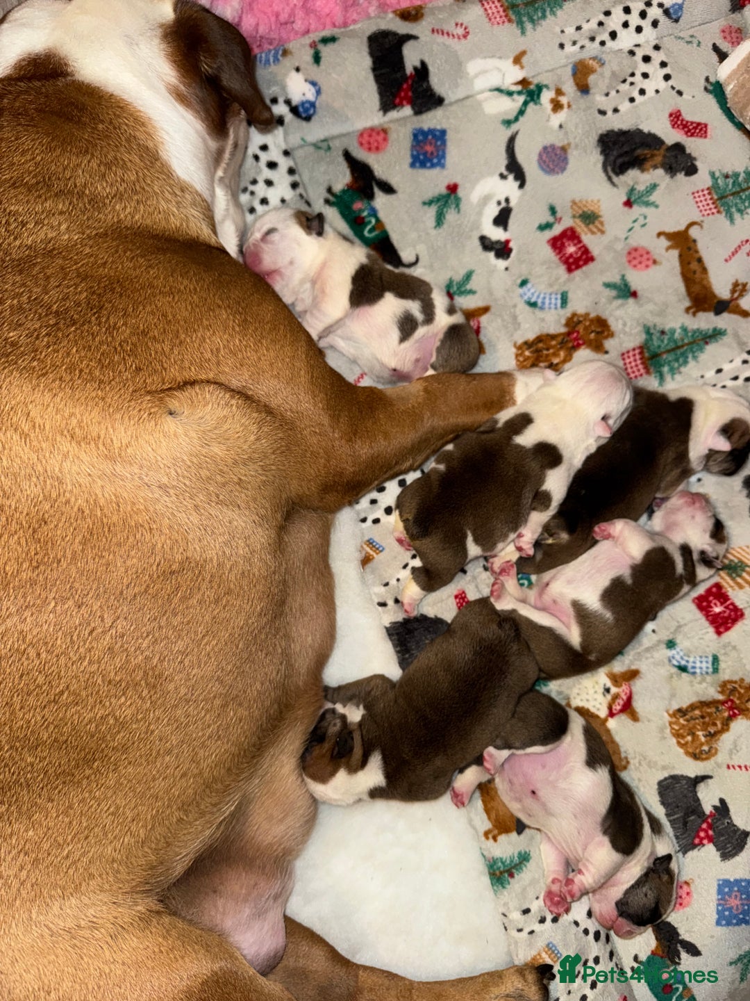 English Bulldog dogs for sale: Stunning English bulldog puppies  - Advert 36