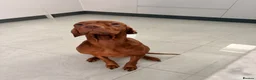 Hungarian Vizsla dogs for sale: Hungarian Vizsla Puppies in Bridgend - Advert 12