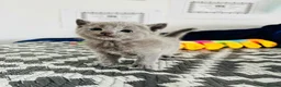 Russian Blue cats for sale: TICA PEDIGREE RUSSIAN BLUE KITTENS  - Advert 18