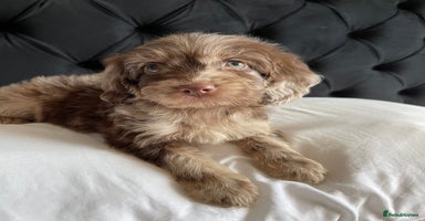 Cockapoo dogs - Advert 4