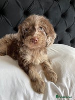 Cockapoo dogs - Advert 4