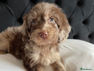 Cockapoo dogs - Advert 24