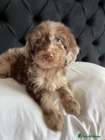 Cockapoo dogs - Advert 2