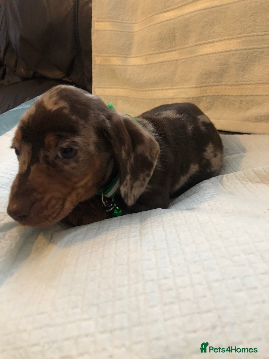 Dachshund dogs for sale: Beautiful miniature dachshund  - Advert 2
