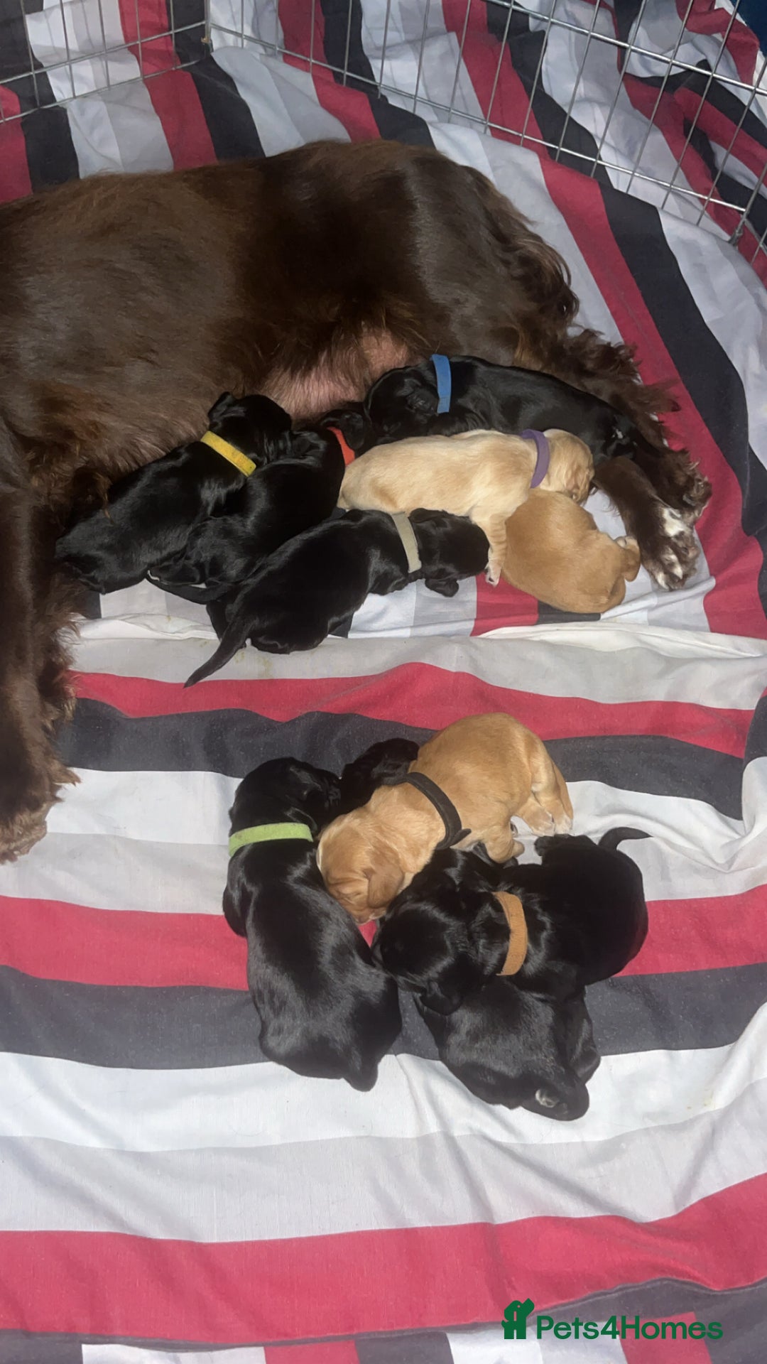 Sprocker dogs for sale: 9 gorgeous Sprocker pups - Image 3