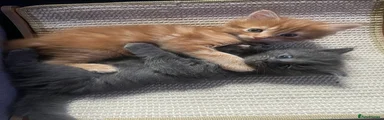 Maine Coon 1