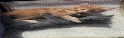 Maine Coon cats for sale: Maine coon kittens - Advert 15