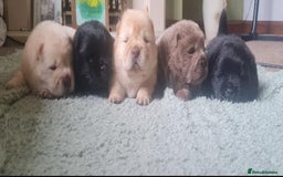 Chow Chow dogs for sale: 🌟Quality Chow Chow Puppies-ChampionLines🌟 - Image 23