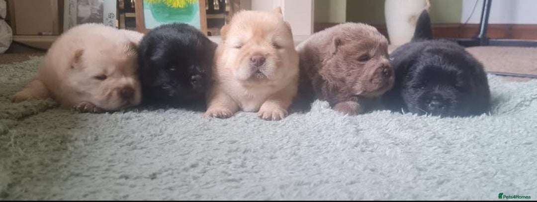 Chow Chow dogs for sale: 🌟Quality Chow Chow Puppies-ChampionLines🌟 - Image 23