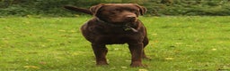 Labrador Retriever dogs for stud: Beautiful brown Labrador available for stud in Sutton Coldfield - Advert 3