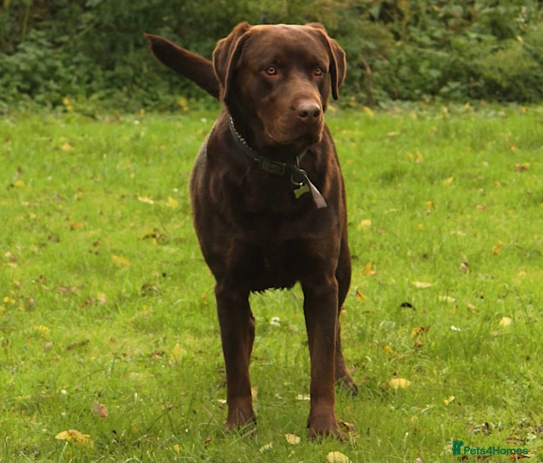 Labrador Retriever dogs for stud: Beautiful brown Labrador available for stud in Sutton Coldfield - Image 3