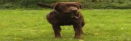 Labrador Retriever dogs for stud: Beautiful brown Labrador available for stud in Sutton Coldfield - Advert 3