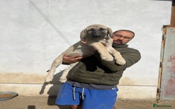Anatolian Shepherd dogs for sale: Malakli Puppies - Image 33