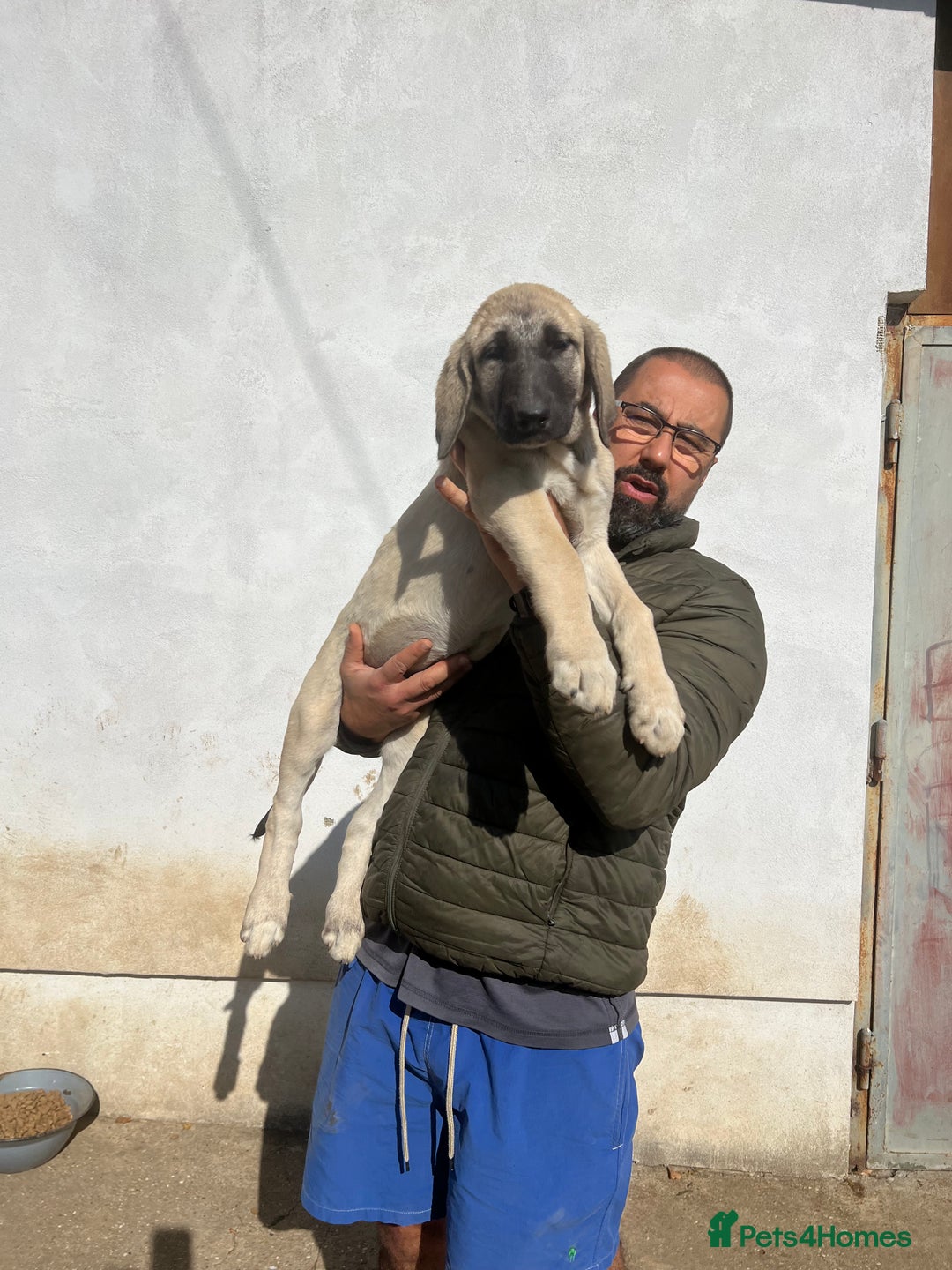 Anatolian Shepherd dogs for sale: Malakli Puppies - Image 33