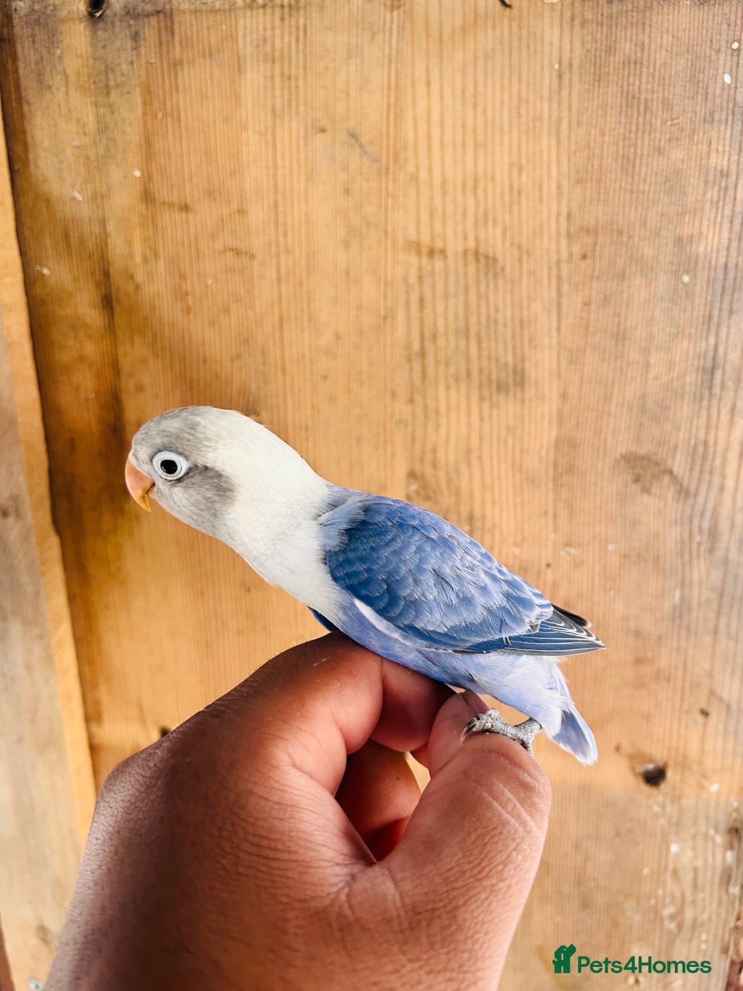Lovebirds birds for sale: Handreared mutation lovebirds for sale  - Image 8