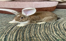 Continental Giant rabbits for sale: Continental giant rabbits  - Image 7