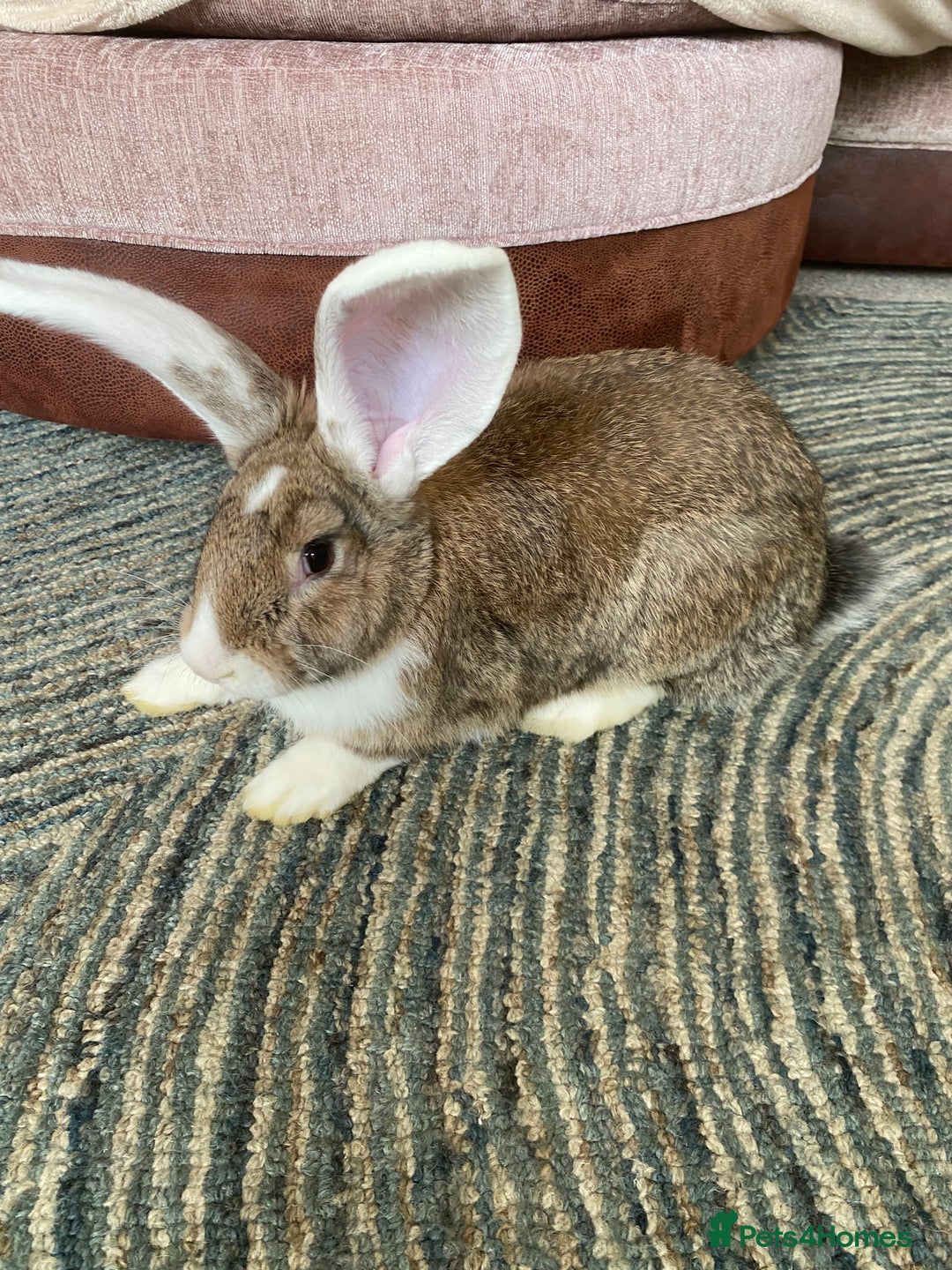 Continental Giant rabbits for sale: Continental giant rabbits  - Image 7