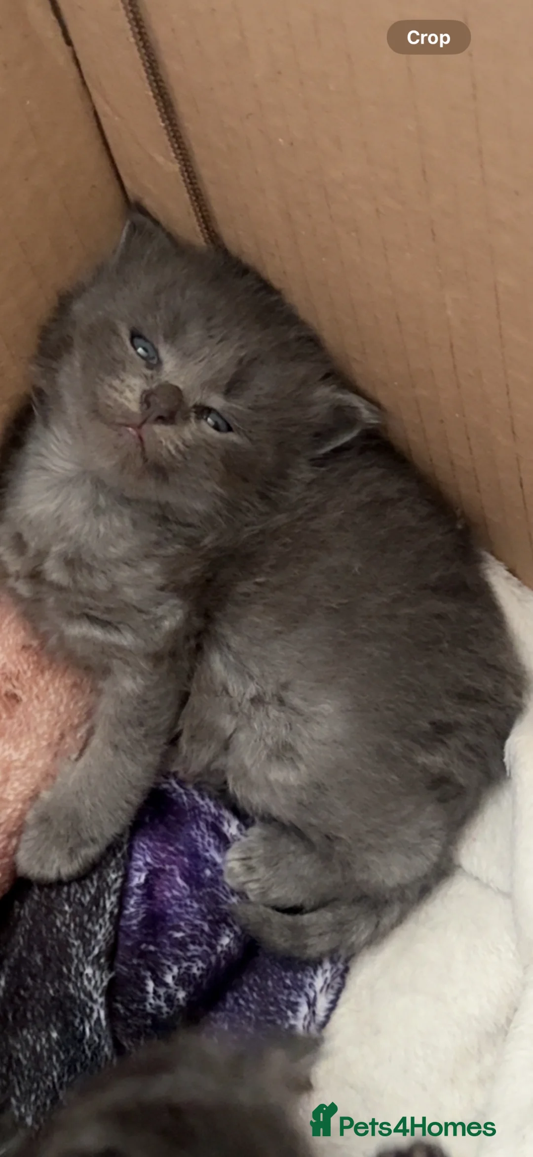 Persian cats for sale: Ragdol x Persian  - Advert 2