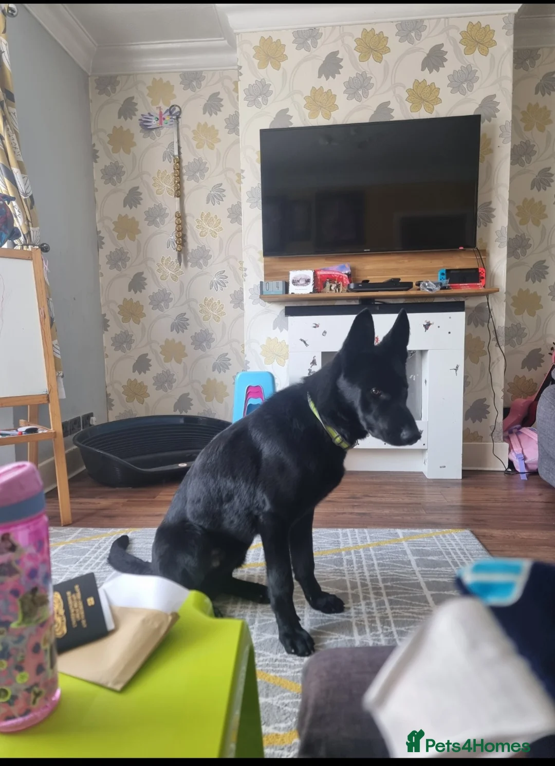 German Shepherd dogs for stud: PROVEN- BLACK-GERMAN SHEPHERD AVAILABLE FOR STUD in Walsall - Advert 8