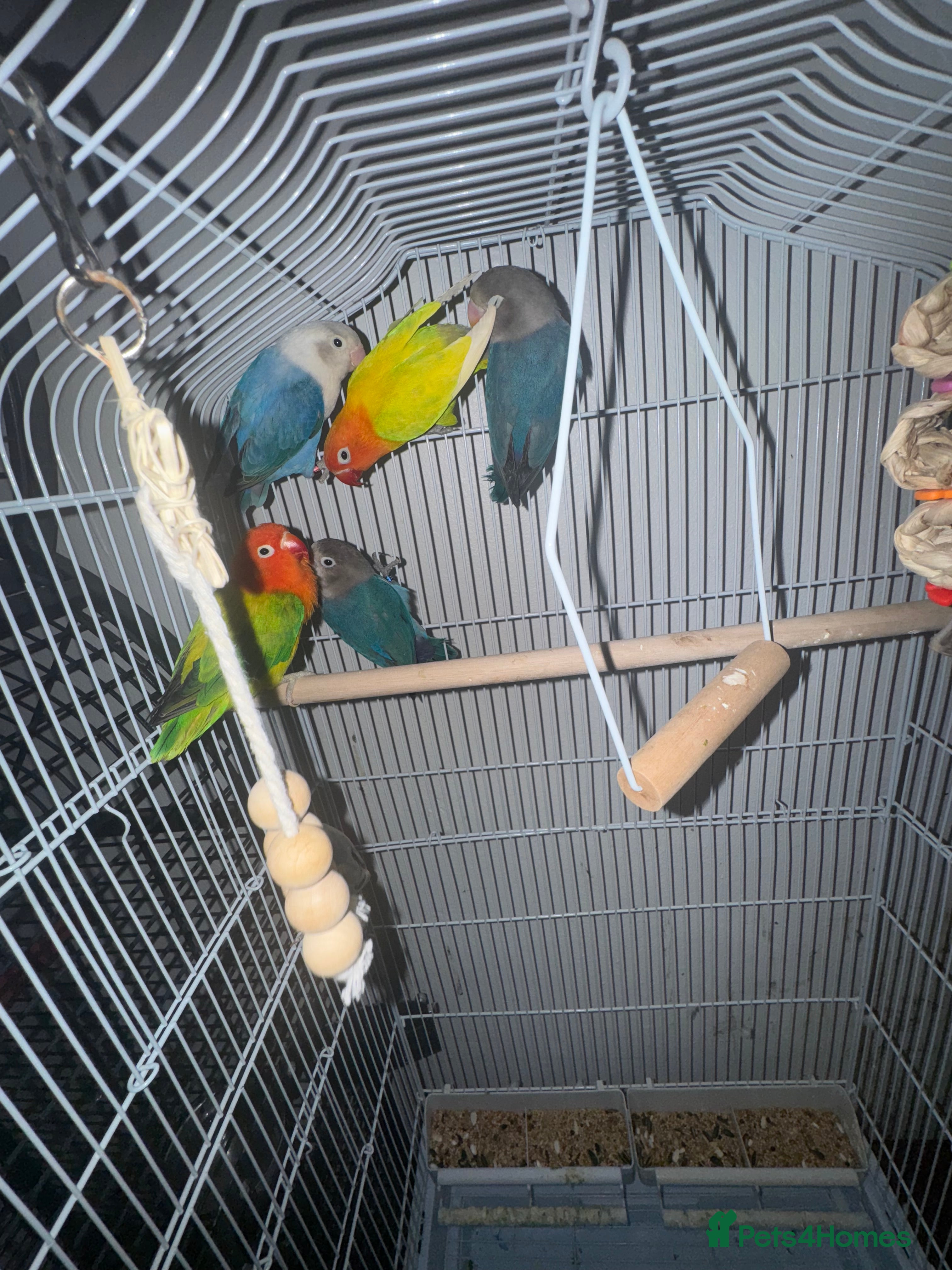 Cockatiels birds Lovebirds - Advert 17