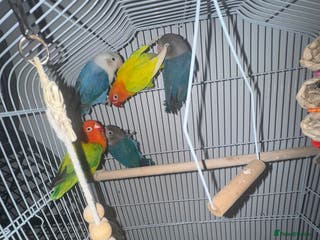 Cockatiels birds Lovebirds - Advert 1