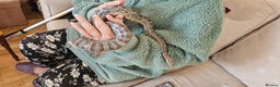 Corn Snake reptiles for sale: Friendly corn snake, vivarium with full set up - Advert 17