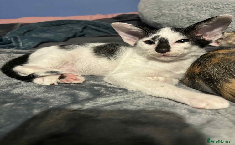 Oriental cats - Advert 1