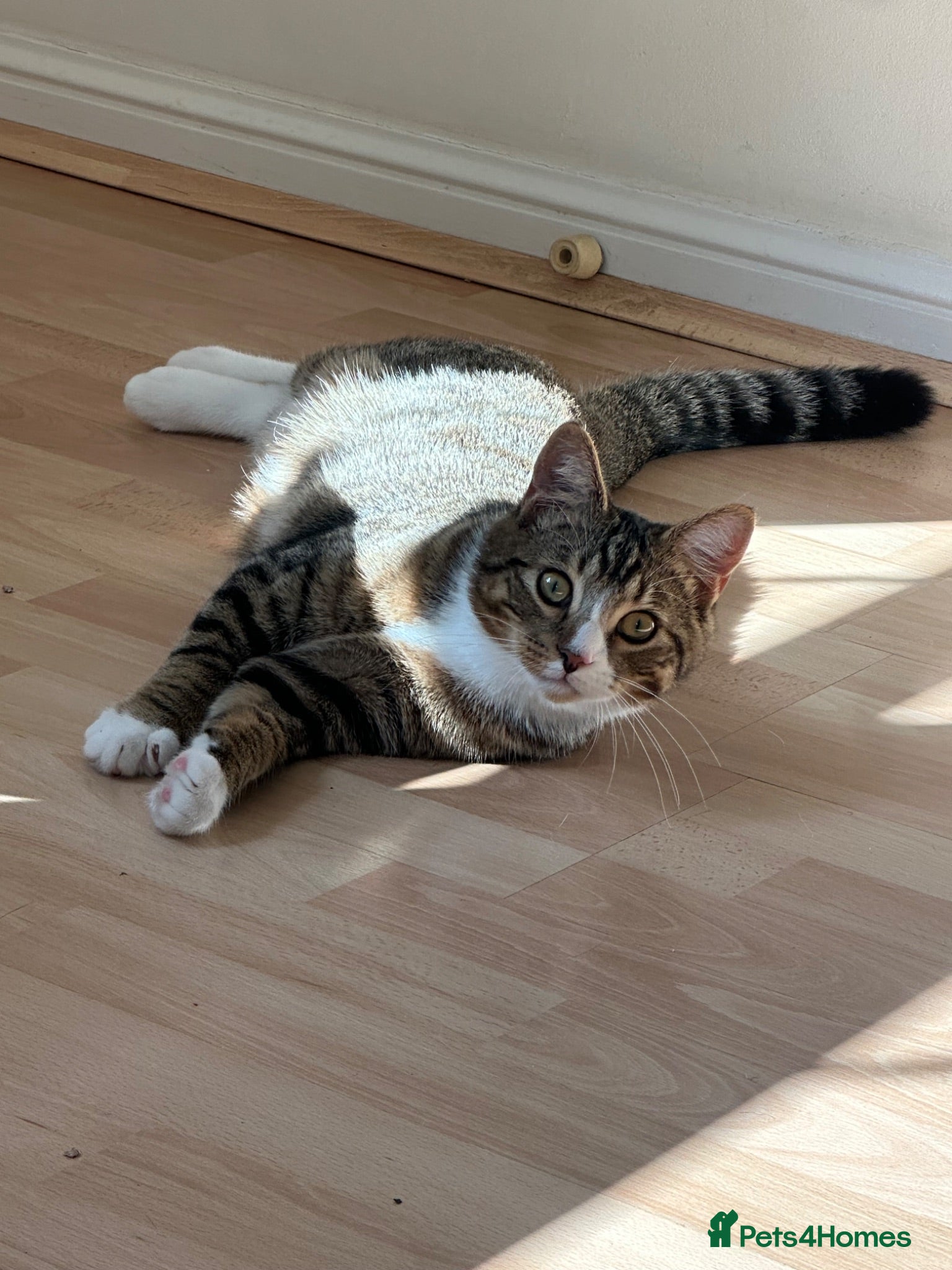 Mixed Breed cats Lovely 5 month old male kitten  - Advert 14