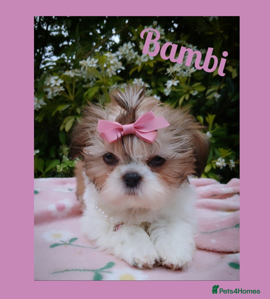 Shih Tzu dogs Available now - Tiny Imperial Shih tzu puppy Bambi - Advert 5