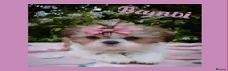 Shih Tzu dogs for sale: Available now - Tiny Imperial Shih tzu puppy Bambi - Advert 2