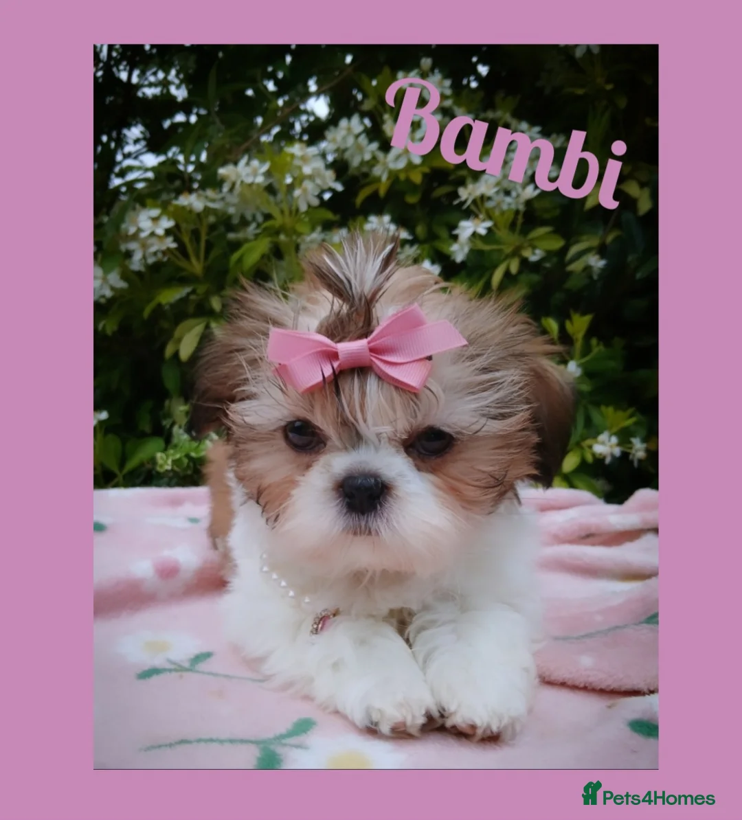 Shih Tzu dogs for sale: Available now - Tiny Imperial Shih tzu puppy Bambi - Advert 2
