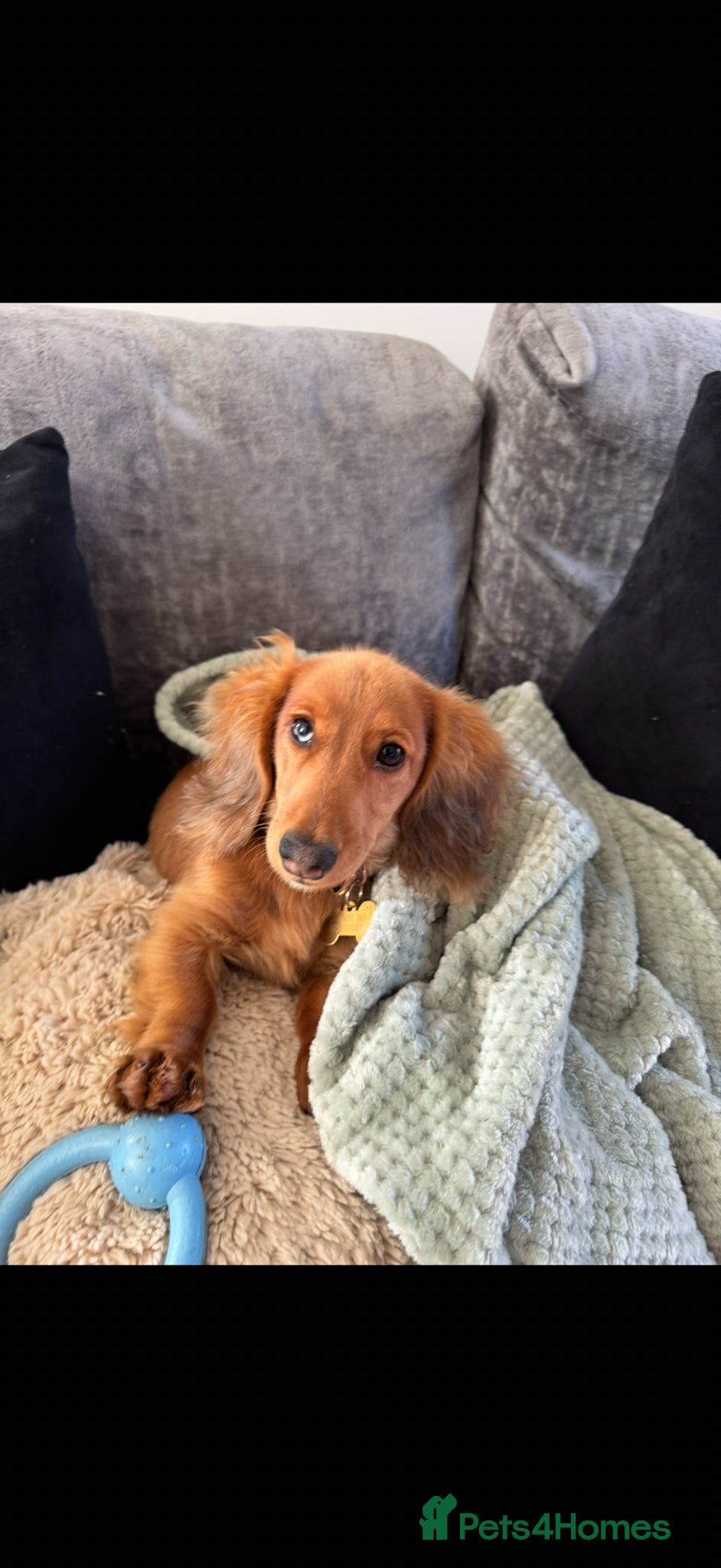 Miniature Dachshund dogs Long Haired Miniature Dachshund  - Advert 16