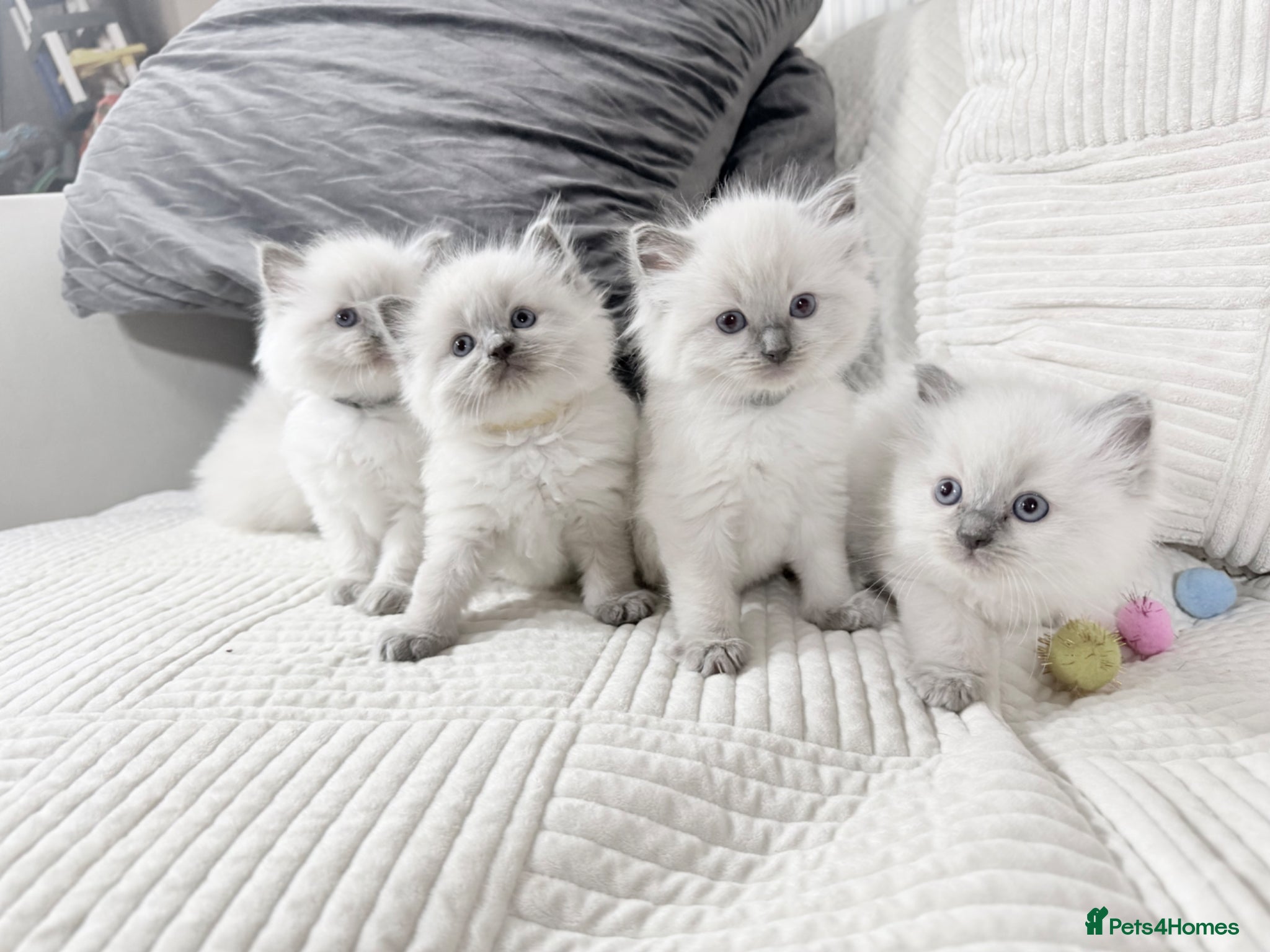 Ragdoll cats Blue Point Ragdoll Kittens for sale - Advert 15