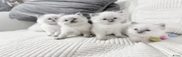 Ragdoll cats for sale: Blue Point Ragdoll Kittens for sale - Advert 1