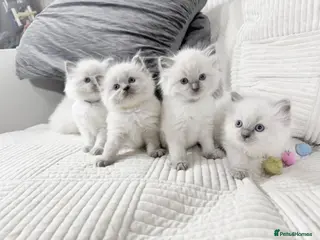 Ragdoll cats Blue Point Ragdoll Kittens for sale - Advert 2