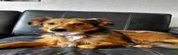 Mixed Breed dogs for adoption: Solo 💙🐾 in Worcester Park - Advert 9