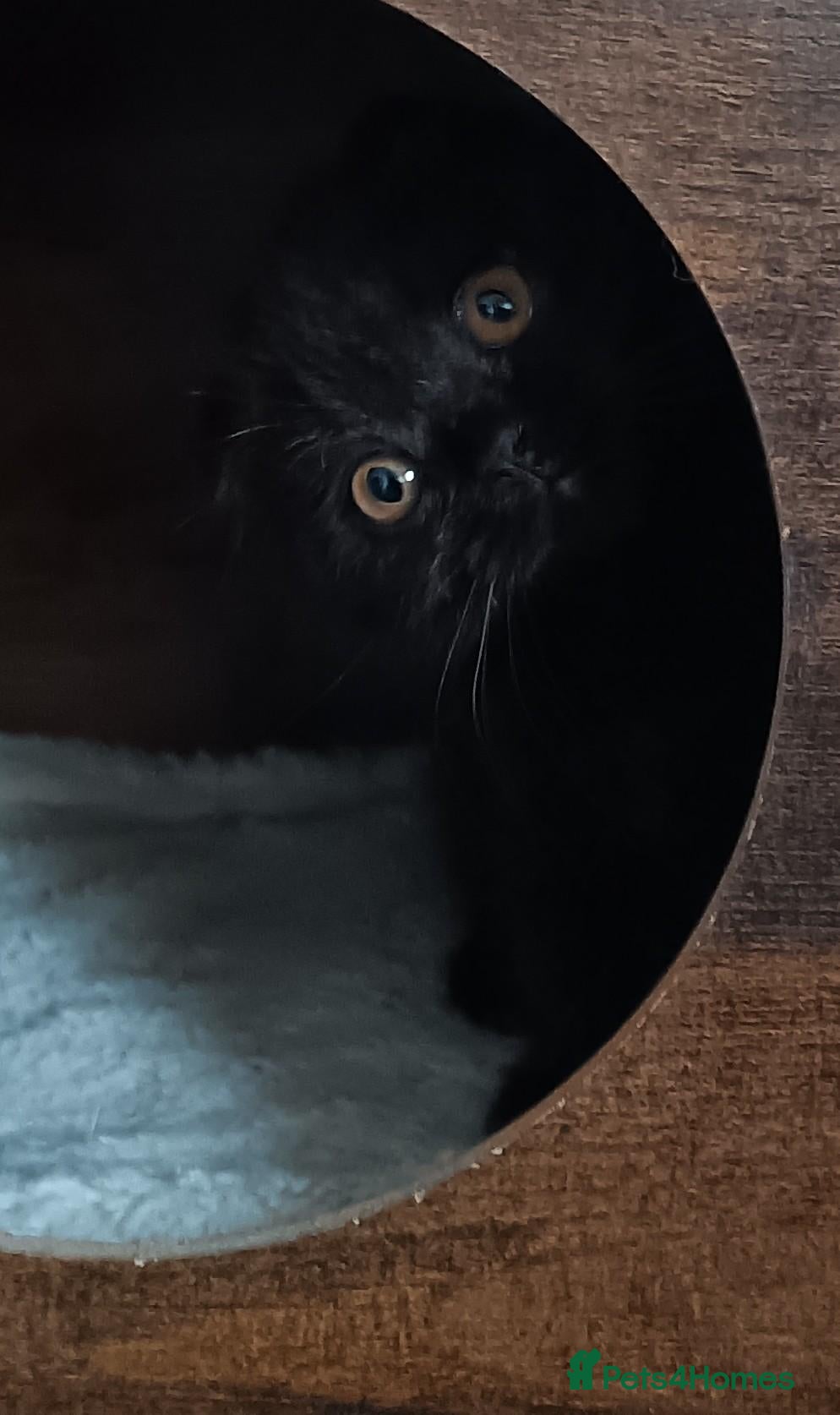 Scottish Fold cats for sale: Beautiful kittens - Advert 5