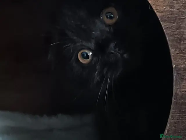 Scottish Fold cats for sale: Beautiful kittens - Advert 5