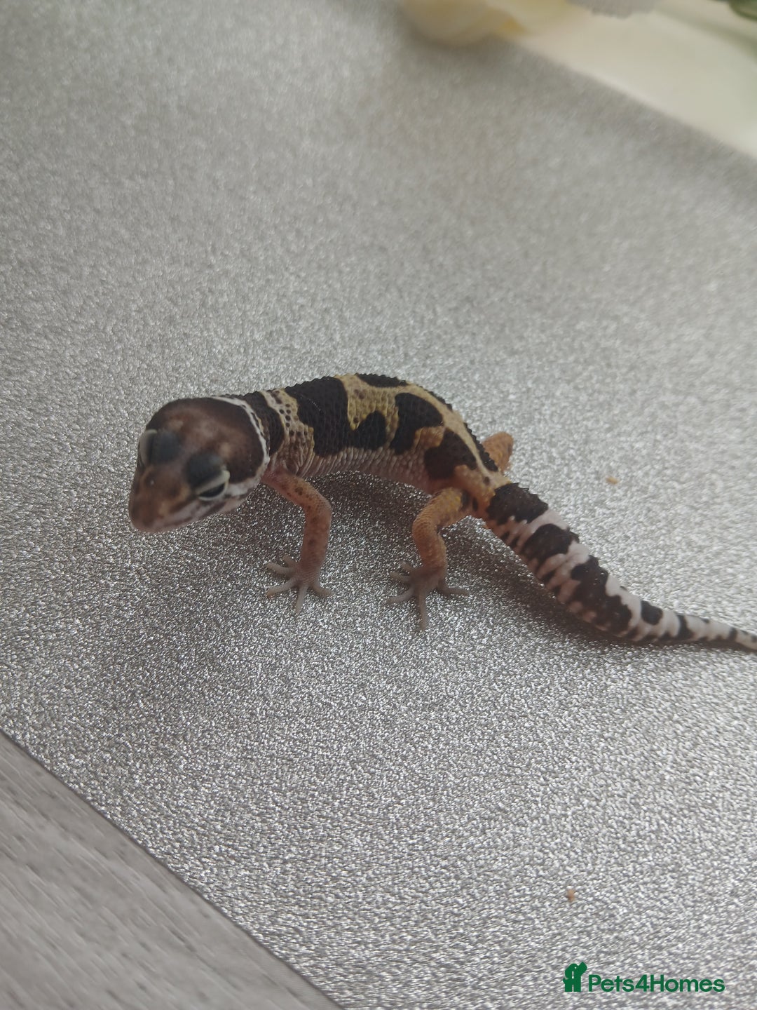 Leopard Gecko reptiles for sale: Leopard gecko for sale baby  - Advert 10