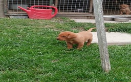 Labrador Retriever dogs for sale: Fox red labrador puppies  - Image 15