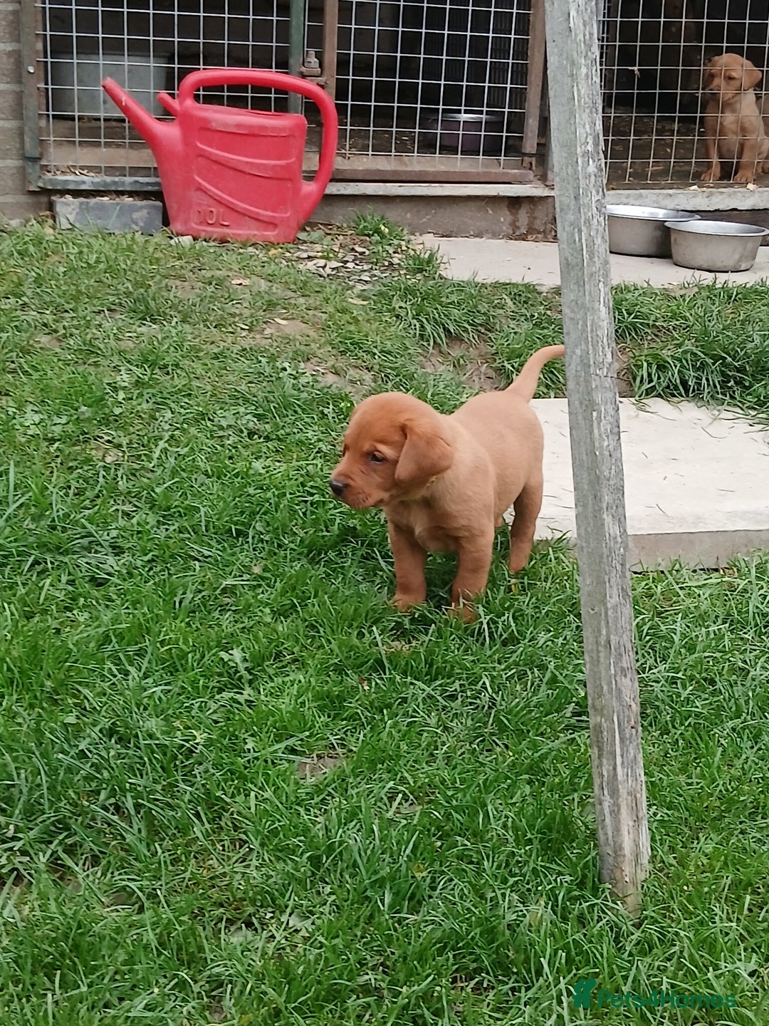 Labrador Retriever dogs for sale: Fox red labrador puppies  - Image 15