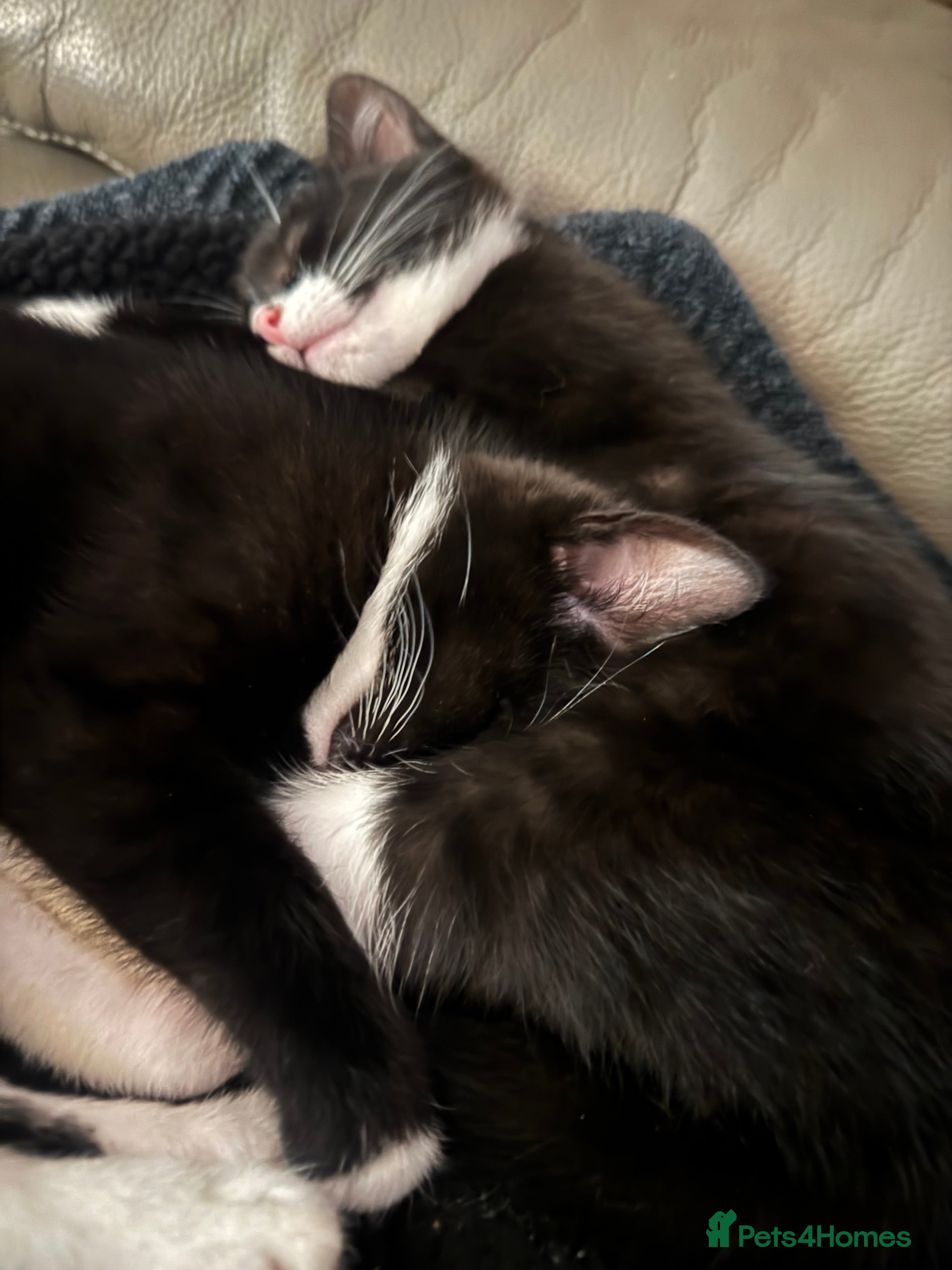 Mixed Breed cats Two beautiful sisters - Advert 22