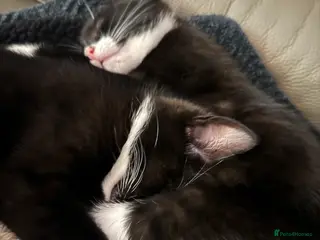 Mixed Breed cats Two beautiful sisters - Advert 22