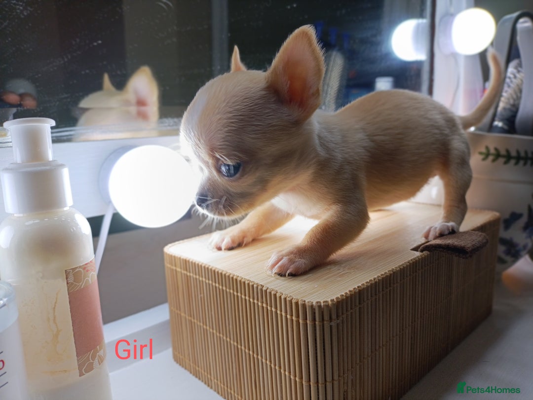 Chihuahua dogs for sale: 1 boys 3 girl pedigree chihuahua - Advert 12