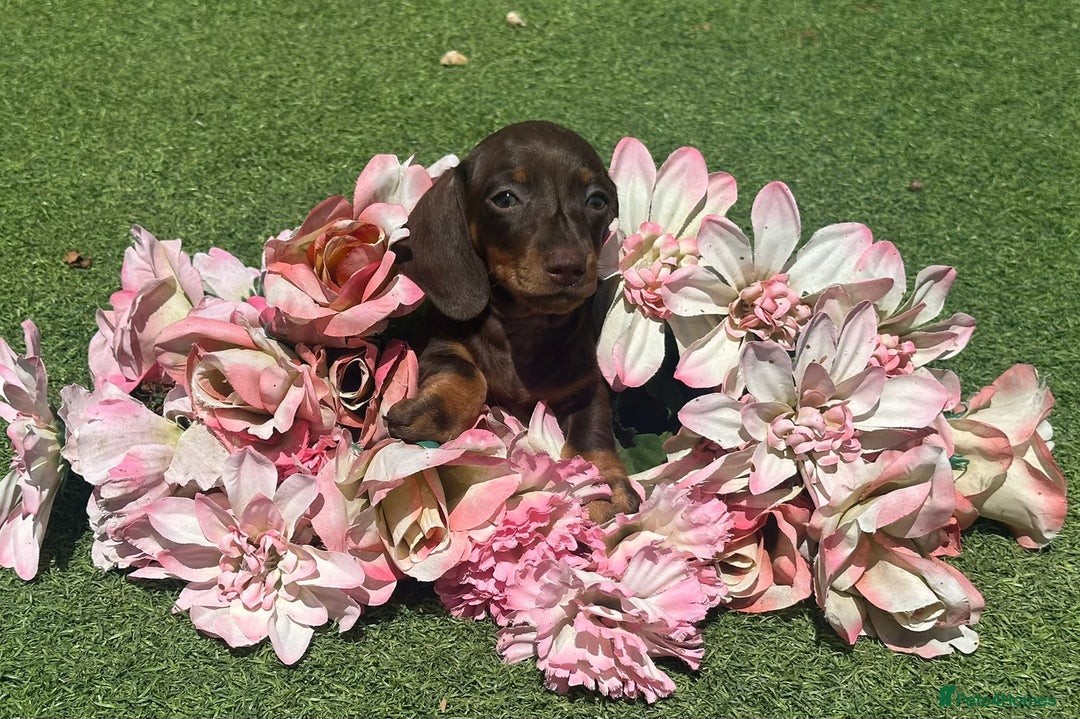 Dachshund dogs for sale: Dachshund Puppy 1 - 7 minature dashound puppies ready to leave  - Image 18